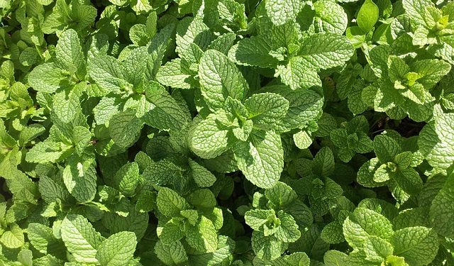 Simak 7 Manfaat Daun Mint untuk Kesehatan Tubuh