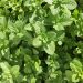 Simak 7 Manfaat Daun Mint untuk Kesehatan Tubuh