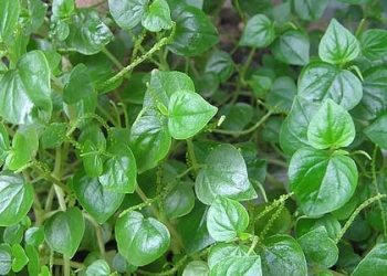 Ragam Manfaat Daun Beluntas untuk Menjaga Kesehatan Alami
