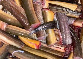 Daging Belut Pilihan Bergizi untuk Tumbuh Kembang Anak