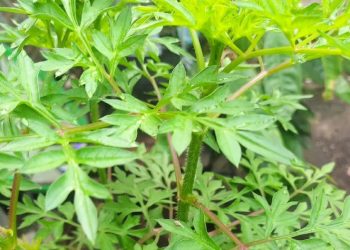 Ragam Manfaat Daun Kenikir untuk Kesehatan Tubuh yang Jarang Diketahui