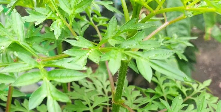 Ragam Manfaat Daun Kenikir untuk Kesehatan Tubuh yang Jarang Diketahui