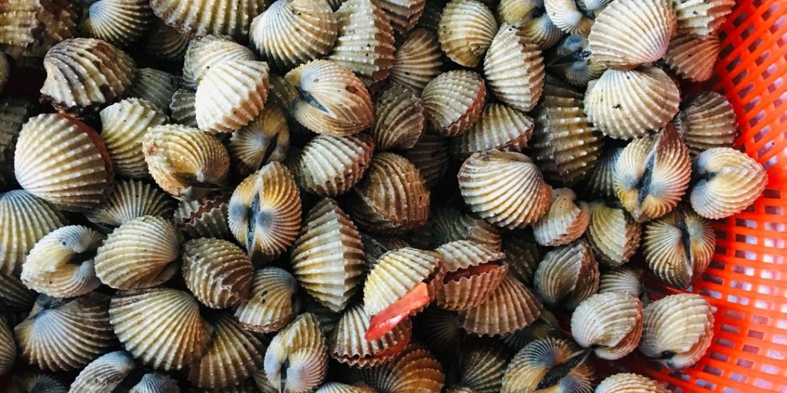 Ketahui Rahasia Memasak Kerang yang Lezat Tanpa Bau Amis