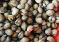Ketahui Rahasia Memasak Kerang yang Lezat Tanpa Bau Amis