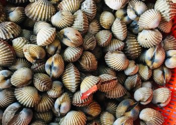 Ketahui Rahasia Memasak Kerang yang Lezat Tanpa Bau Amis