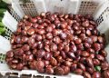 Rahasia Memasak Jengkol agar Empuk Tanpa Bau Menyengat