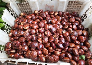 Rahasia Memasak Jengkol agar Empuk Tanpa Bau Menyengat