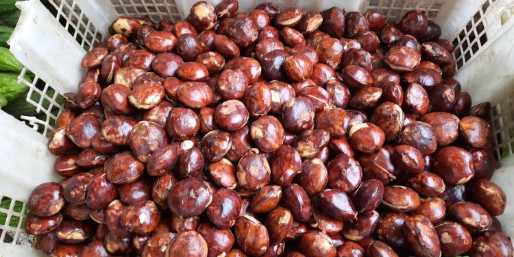Rahasia Memasak Jengkol agar Empuk Tanpa Bau Menyengat
