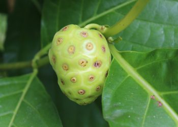 Cara Sederhana Mengurangi Pahit Buah dan Daun Mengkudu