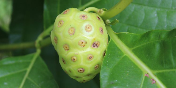 Cara Sederhana Mengurangi Pahit Buah dan Daun Mengkudu