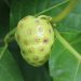 Cara Sederhana Mengurangi Pahit Buah dan Daun Mengkudu