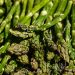 Begini Cara Mengolah Asparagus yang Benar Sebelum Dimasak