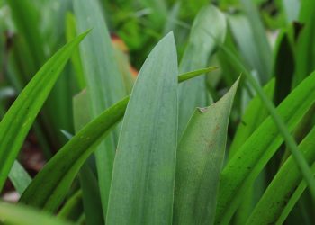Daun Suji Bukan Sekadar Pewarna Alami Ini Potensi Manfaatnya untuk Kesehatan