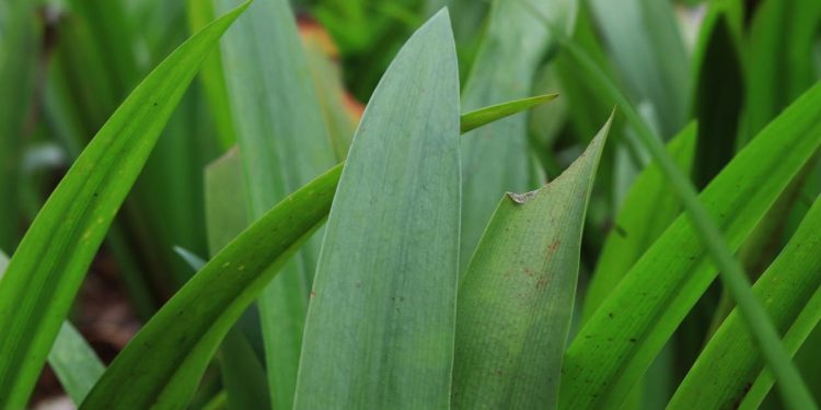 Daun Suji Bukan Sekadar Pewarna Alami Ini Potensi Manfaatnya untuk Kesehatan