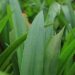 Daun Suji Bukan Sekadar Pewarna Alami Ini Potensi Manfaatnya untuk Kesehatan