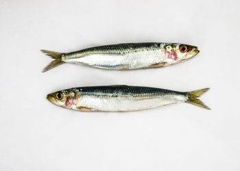 5 Makanan Sumber Kolagen Alami untuk Menjaga Kesehatan Kulit