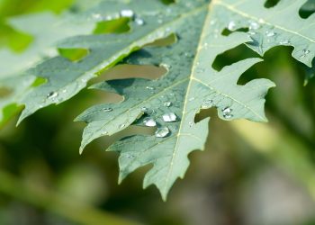 Tips Menghilangkan Rasa Pahit pada Daun Pepaya