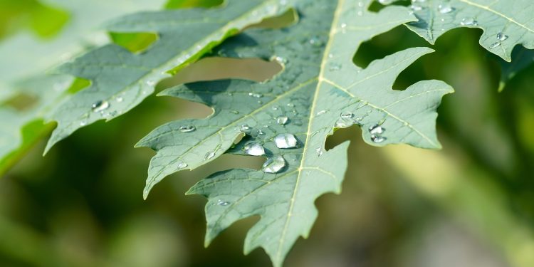 Tips Menghilangkan Rasa Pahit pada Daun Pepaya