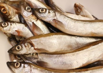 7 Jenis Ikan untuk MPASI yang Kaya Nutrisi dan Baik untuk Tumbuh Kembang Bayi