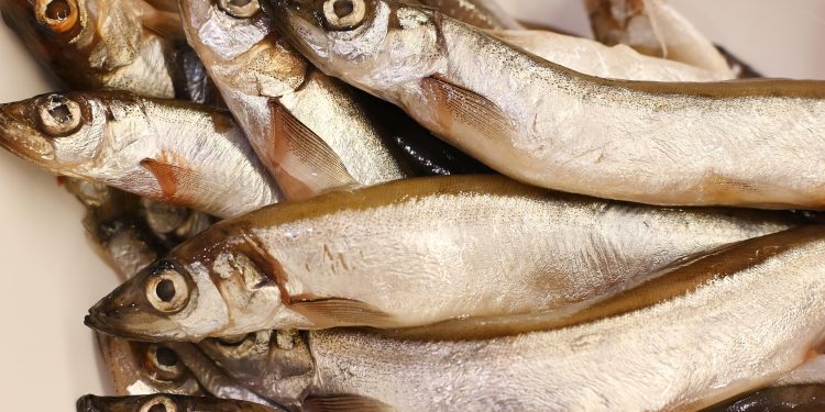 7 Jenis Ikan untuk MPASI yang Kaya Nutrisi dan Baik untuk Tumbuh Kembang Bayi