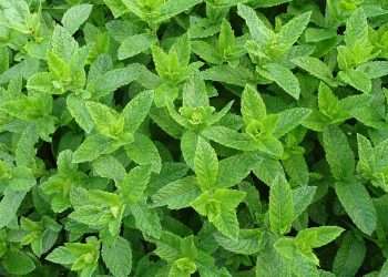 Kenali Herbal Alami Penambah Nafsu Makan Anak