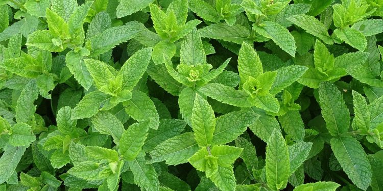 Kenali Herbal Alami Penambah Nafsu Makan Anak