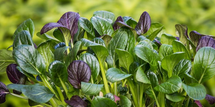 5 Makanan Pendukung Program Hamil yang Kaya Nutrisi