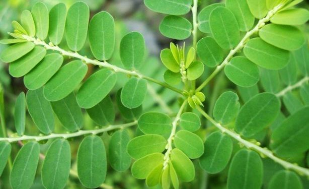 Manfaat Daun Meniran untuk Kesehatan yang Jarang Diketahui