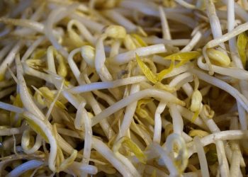 Simak Beberapa Ide Masak Tauge yang Lezat Selain Ditumis