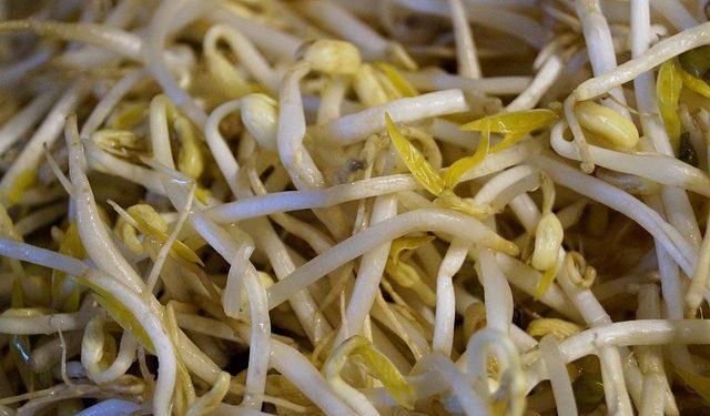 Simak Beberapa Ide Masak Tauge yang Lezat Selain Ditumis
