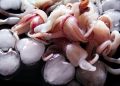 Rahasia Memasak Cumi Tetap Empuk dan Bebas Bau Amis