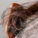 Ketahui Beberapa Cara untuk Mengatasi Rambut Kusut