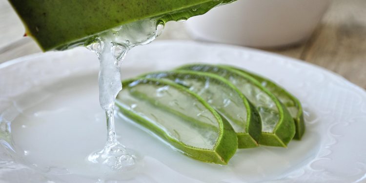 Rekomendasi Tanaman Herbal Pilihan untuk Membantu Meredakan GERD