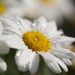 Ummu Darda Ash Shughra Cahaya Ilmu dari Negeri Syam