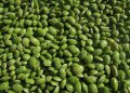 Trik Memasak Kacang Hijau Agar Empuk Tanpa Boros Gas