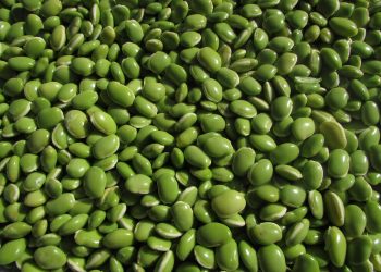 Trik Memasak Kacang Hijau Agar Empuk Tanpa Boros Gas
