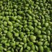 Trik Memasak Kacang Hijau Agar Empuk Tanpa Boros Gas