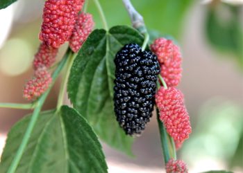 7 Manfaat Buah Mulberry untuk Kesehatan yang Sayang Dilewatkan