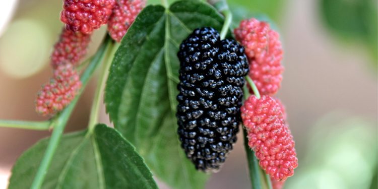 7 Manfaat Buah Mulberry untuk Kesehatan yang Sayang Dilewatkan