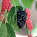 7 Manfaat Buah Mulberry untuk Kesehatan yang Sayang Dilewatkan