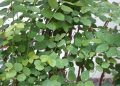 Tak Hanya untuk Ibu Menyusui Ini Manfaat Daun Katuk bagi Kesehatan Tubuh