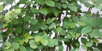 Tak Hanya untuk Ibu Menyusui Ini Manfaat Daun Katuk bagi Kesehatan Tubuh
