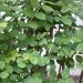Tak Hanya untuk Ibu Menyusui Ini Manfaat Daun Katuk bagi Kesehatan Tubuh