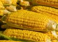 Jangan Dibuang Dulu! Ini 5 Manfaat Air Rebusan Jagung untuk Kesehatan yang Jarang Diketahui Banyak Orang
