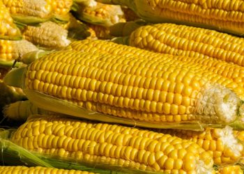 Jangan Dibuang Dulu! Ini 5 Manfaat Air Rebusan Jagung untuk Kesehatan yang Jarang Diketahui Banyak Orang