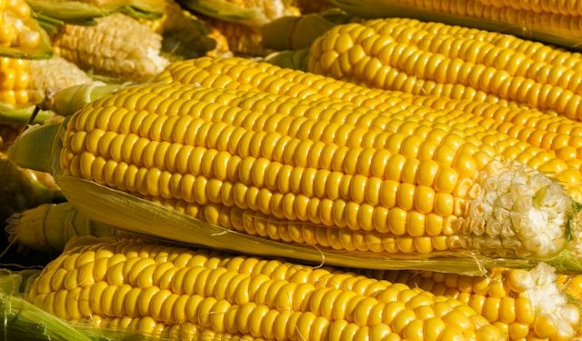 Jangan Dibuang Dulu! Ini 5 Manfaat Air Rebusan Jagung untuk Kesehatan yang Jarang Diketahui Banyak Orang