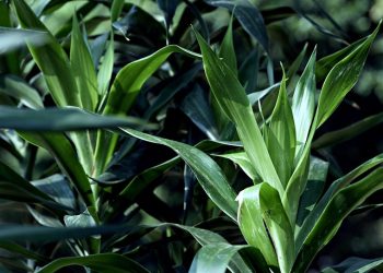 Jarang Diketahui Ini 5 Manfaat Daun Suji Selain untuk Pewarna Makanan