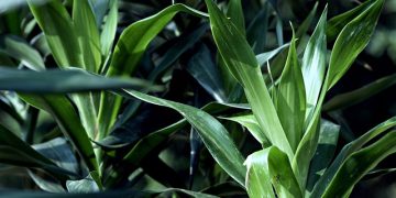 Jarang Diketahui Ini 5 Manfaat Daun Suji Selain untuk Pewarna Makanan