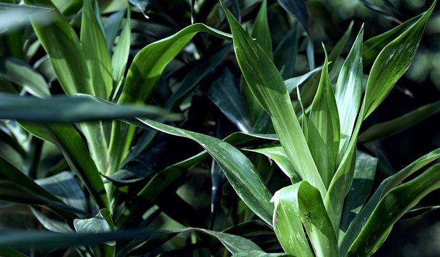 Jarang Diketahui Ini 5 Manfaat Daun Suji Selain untuk Pewarna Makanan