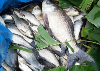 Panduan Praktis Membersihkan Ikan Bandeng agar Tidak Bau Lumpur dan Bebas Duri Halus